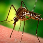 Hey Mosquitos…Suck THIS! Bite Prevention & Remedies
