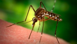 how-to-relieve-mosquito-bites