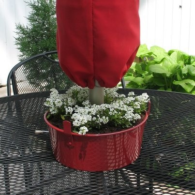 Red bundt pan planted with white flowers at base of table umbrella
