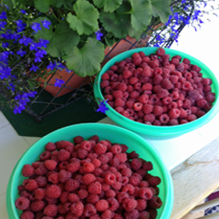 Did You Pick Too Many Raspberries? Freeze ’em!