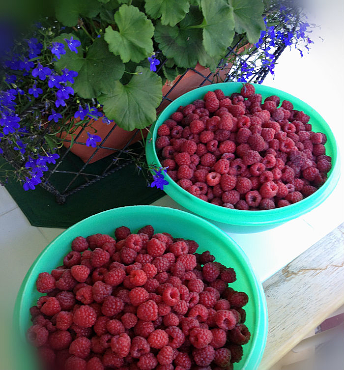 Did You Pick Too Many Raspberries? Freeze 'em! | organizedCHAOSonline