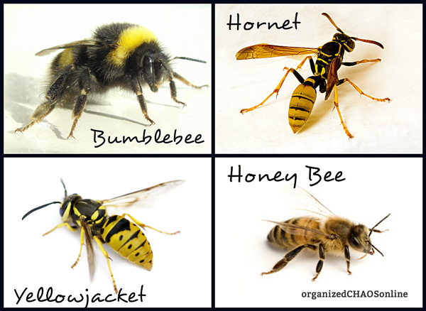 Differences in bumblebees, hornets, yellowjackets and honeybees | The Bees are Out There. Be Careful! Sting Prevention and Remedies | organizedCHAOSonline